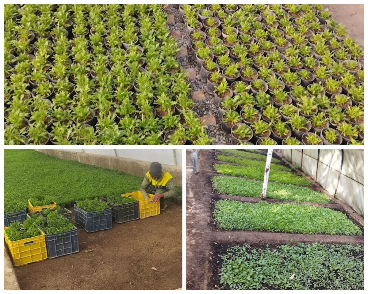 تولید و توزیع ۷۰۰۰ جعبه نشاء گل‌های فصلی در گلخانه‌های منطقه چهار قم